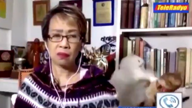 Gatos de jornalista roubam a cena ao quebrarem o pau ao vivo   TV & Novelas   iG