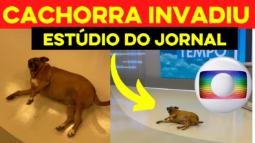 Cachorrinha “invade” jornal da Globo para descansar e Web se Encanta